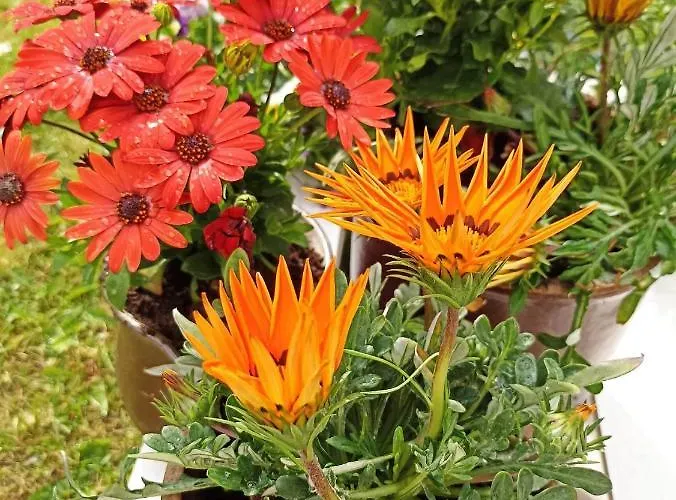 Big Blue - 3 Osobowy